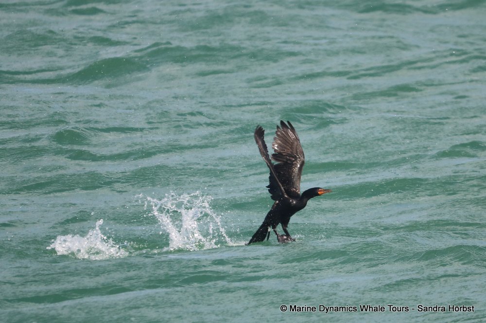 cormorant, whale watching, gansbaai, south africa,
