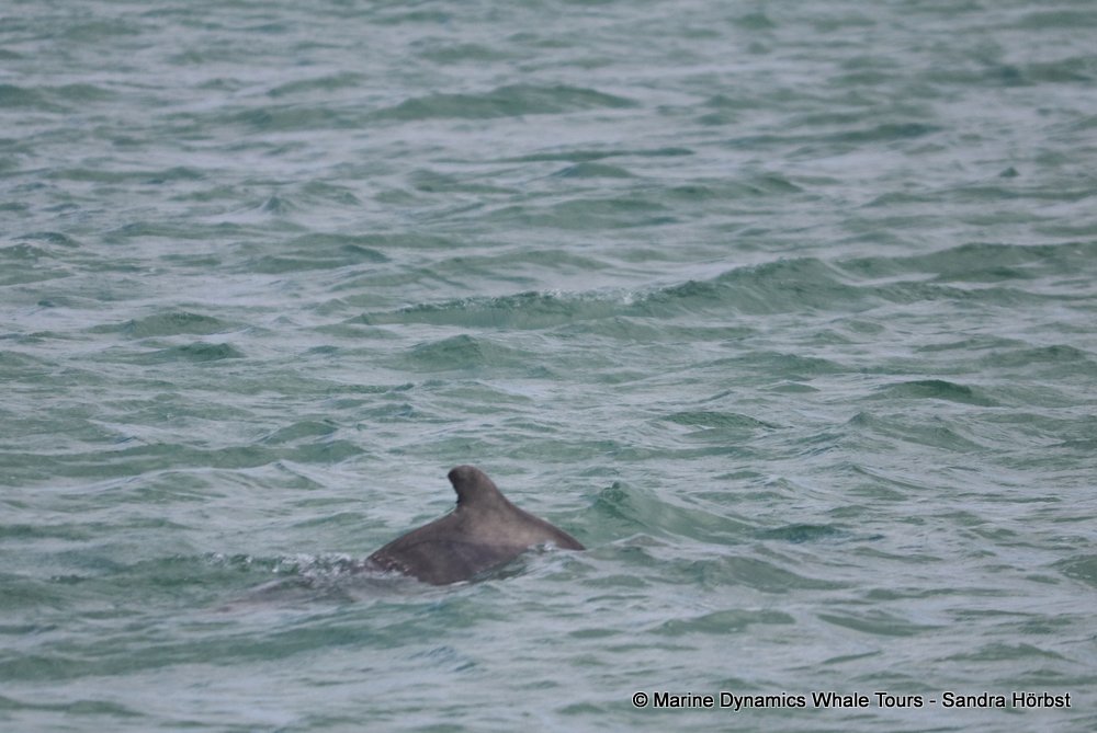 dolphin, whale watching, gansbaai, south africa,