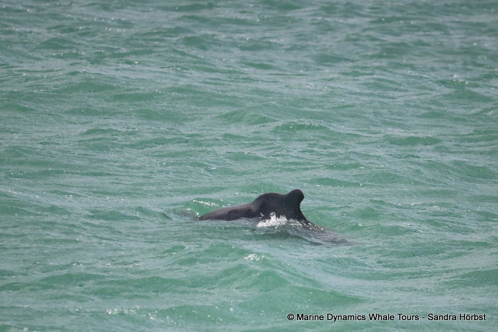 dolphin, whale watching, gansbaai, south africa,