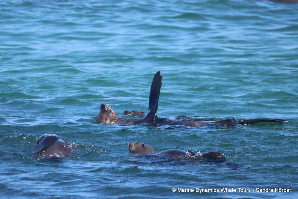 cape fur seal, whale watching, gansbaai, south africa