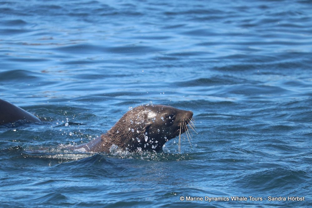 cape fur seal, whale watching, gansbaai, south africa