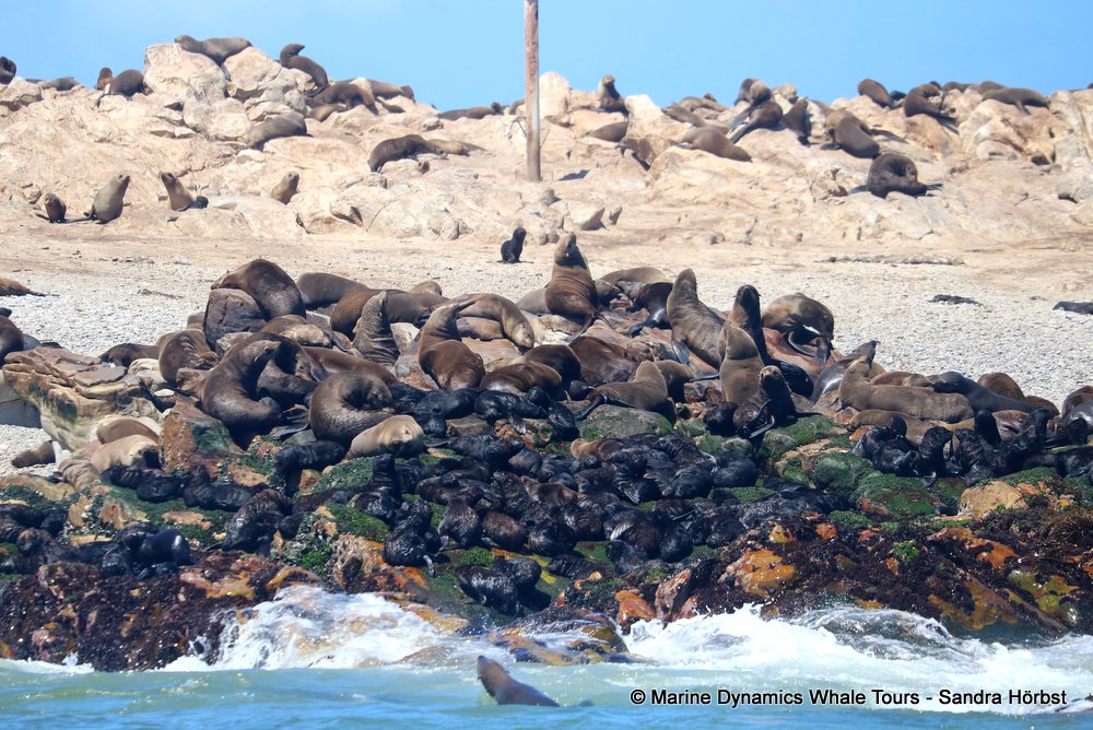 cape fur seal, whale watching, gansbaai, south africa