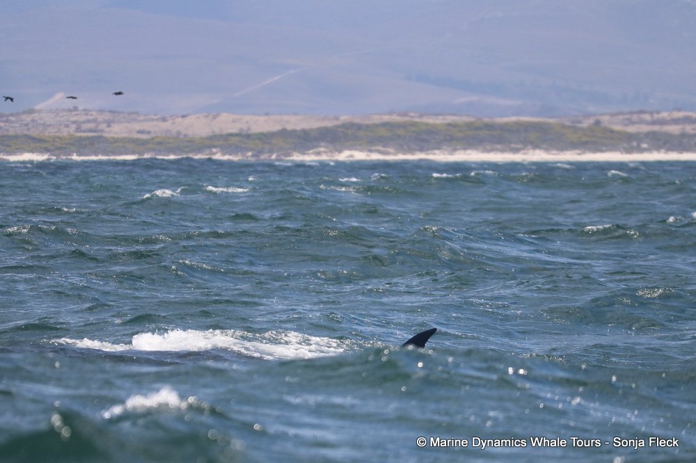 bryde's whale, whale watching, gansbaai, south africa,