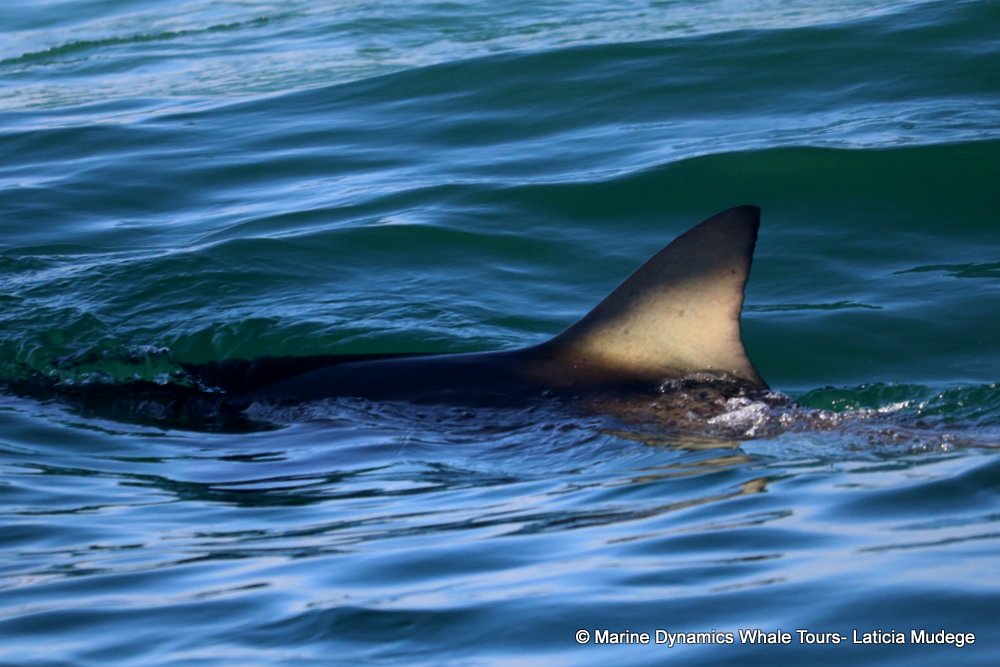 bronze whaler shark, whale watching, gansbaai, south africa,
