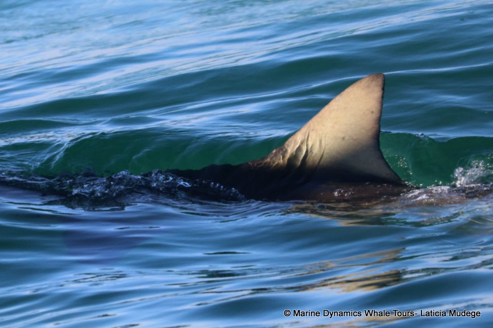 bronze whaler shark, whale watching, gansbaai, south africa,