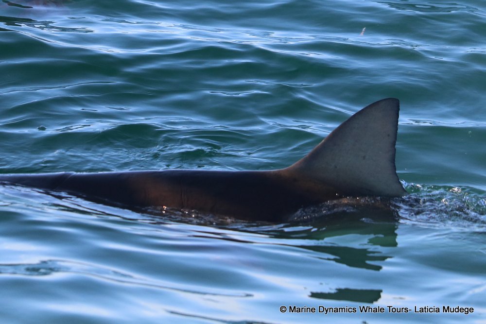 bronze whaler shark, whale watching, gansbaai, south africa,