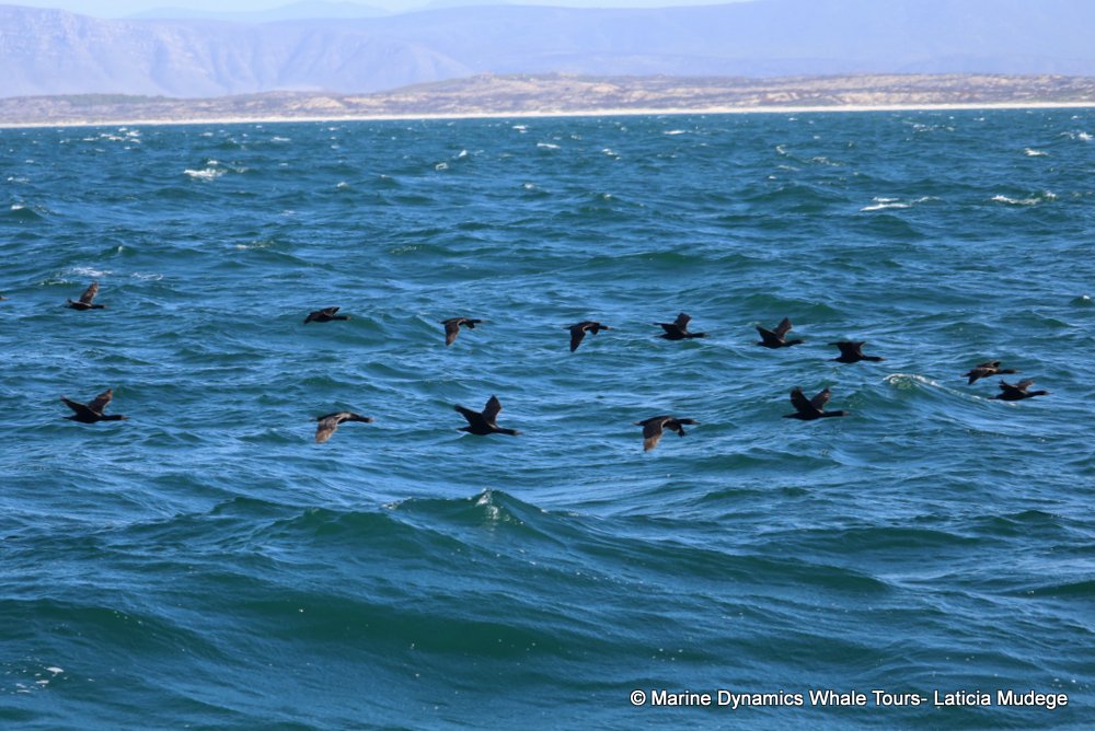cape cormorants, whale watching, gansbaai, south africa