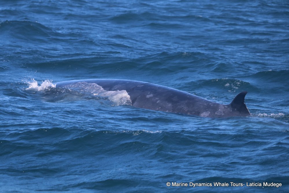 bryde's whale, whale watching, gansbaai, south africa,