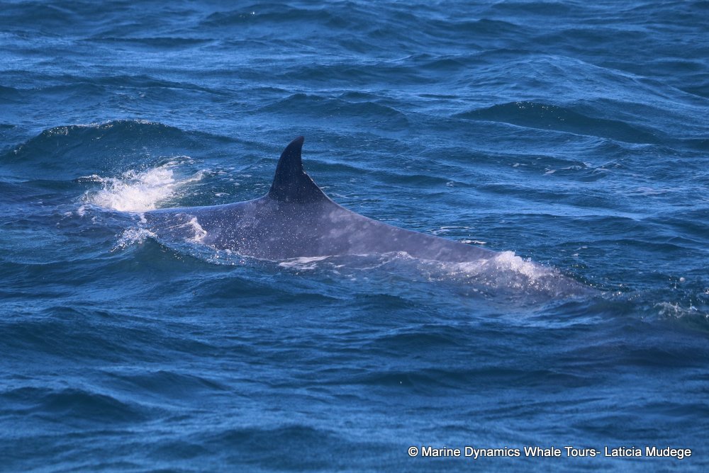 bryde's whale, whale watching, gansbaai, south africa,