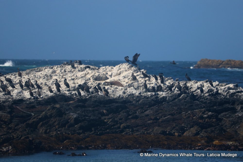 cormorant, whale watching, gansbaai, south africa,