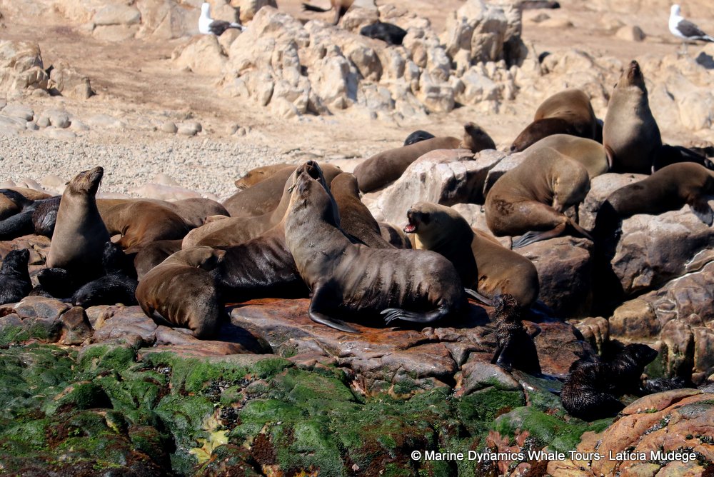 cape fur seal, whale watching, gansbaai, south africa