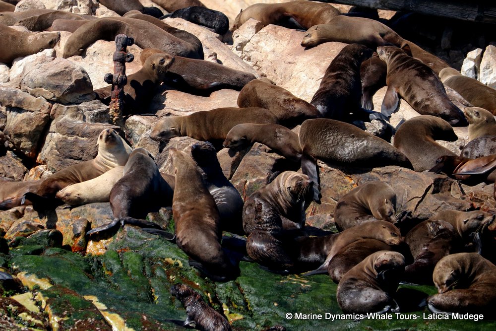 cape fur seal, whale watching, gansbaai, south africa