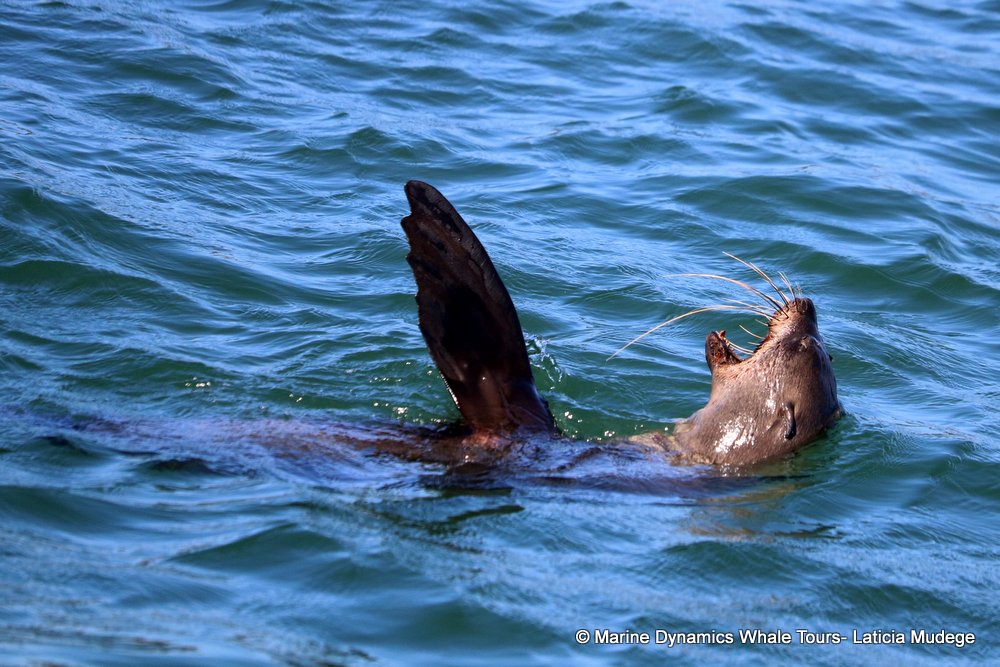 cape fur seal, whale watching, gansbaai, south africa