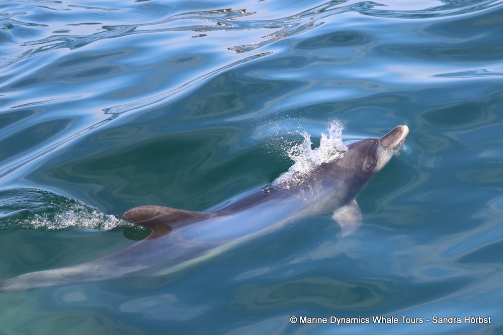 dolphin, whale watching, gansbaai, south africa,