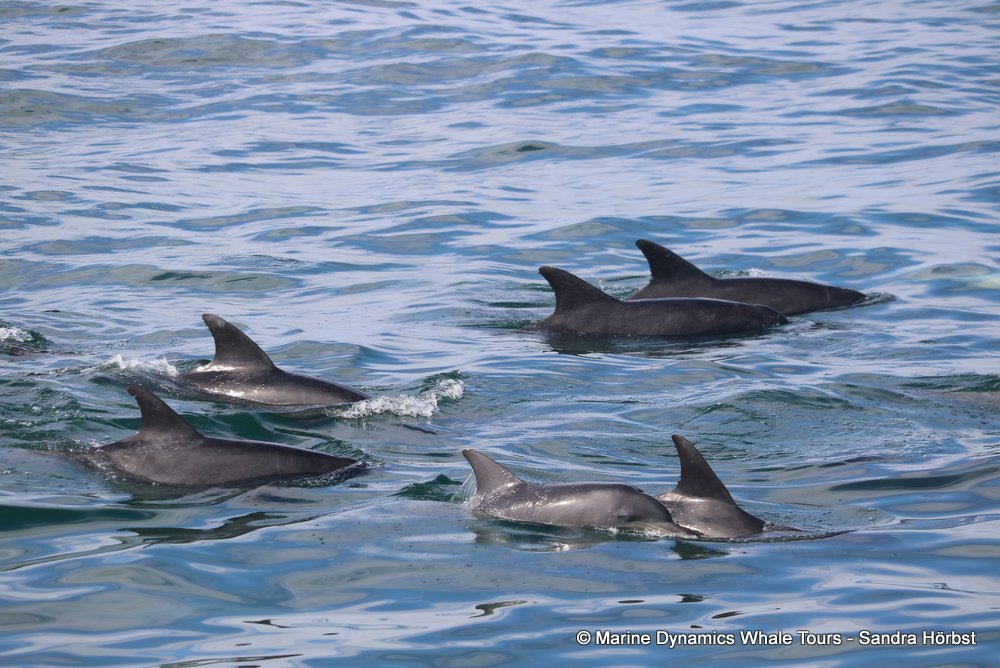 dolphin, whale watching, gansbaai, south africa,