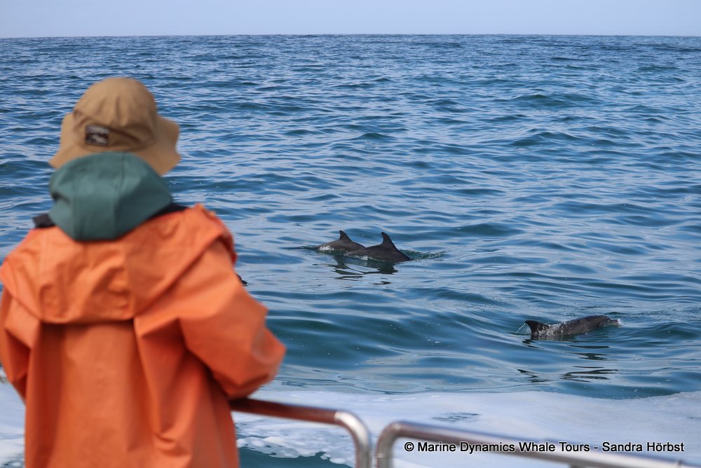 dolphin, whale watching, gansbaai, south africa,