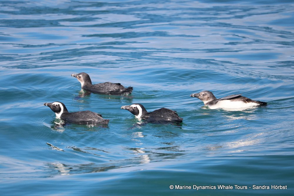 penguins, whale watching, gansbaai, south africa,
