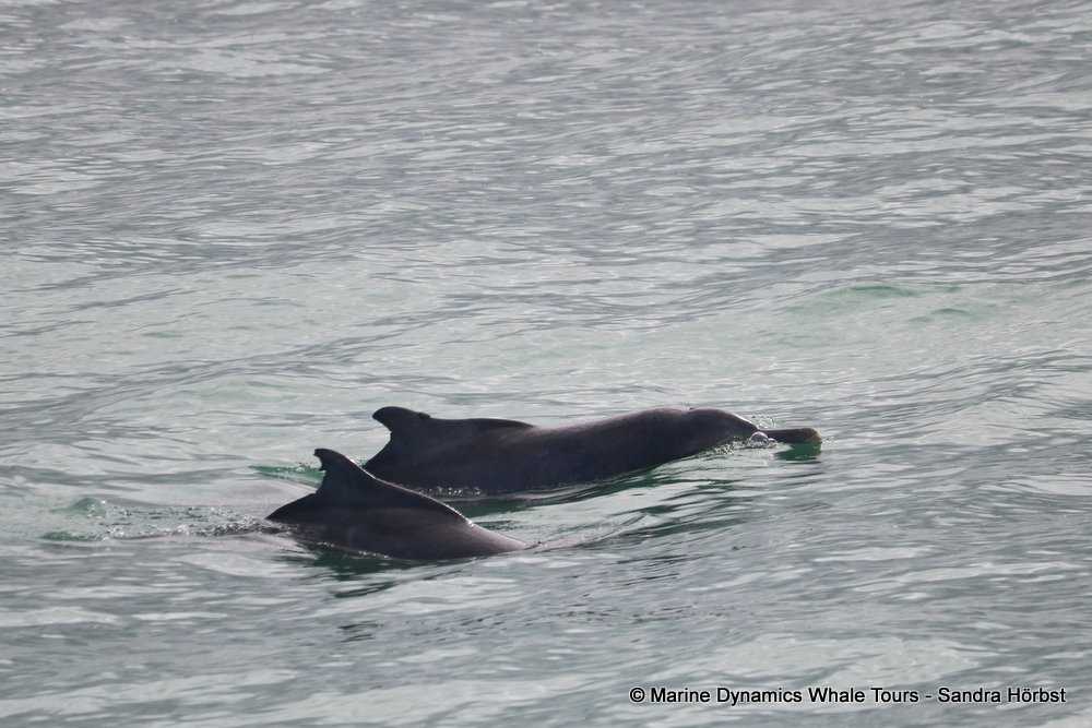 dolphin, whale watching, gansbaai, south africa,