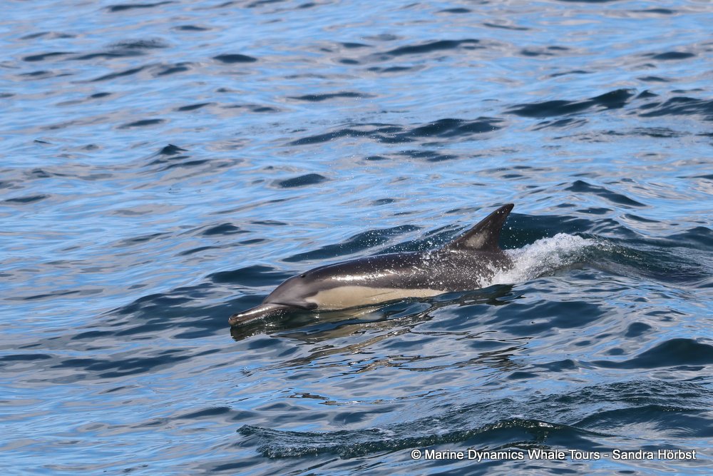 dolphin, whale watching, gansbaai, south africa,