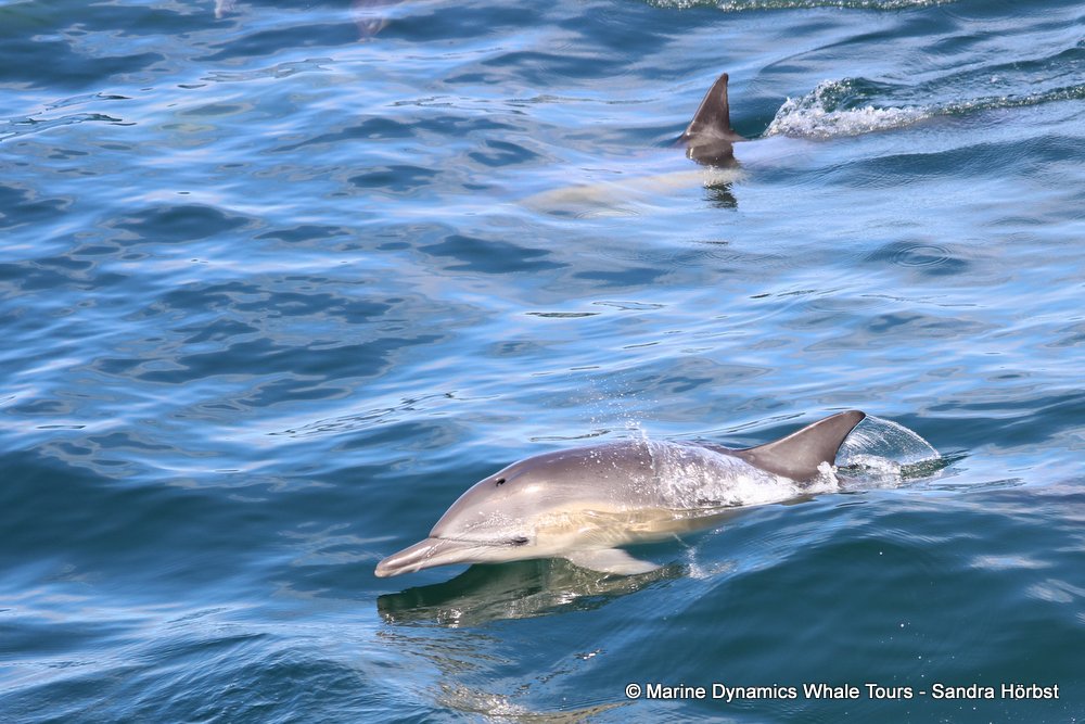 dolphin, whale watching, gansbaai, south africa,
