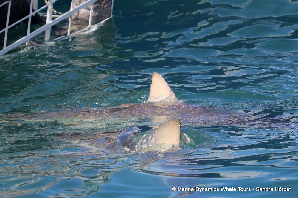 bronze whaler shark, whale watching, gansbaai, south africa,