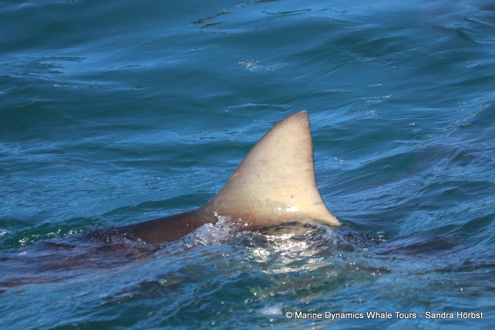 bronze whaler shark, whale watching, gansbaai, south africa,