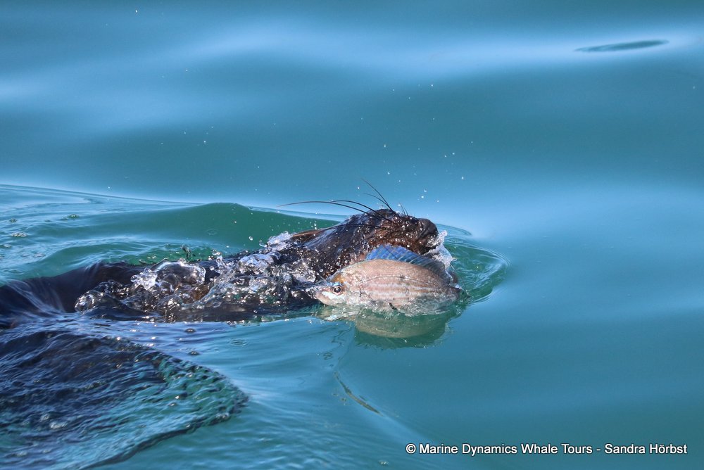 cape fur seal, whale watching, gansbaai, south africa