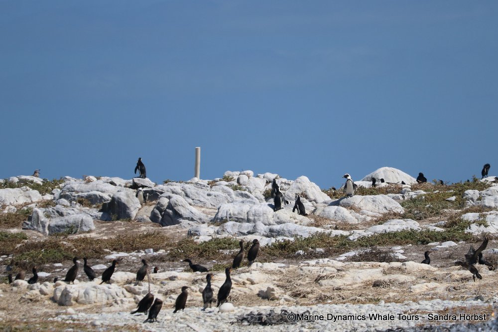 penguins, whale watching, gansbaai, south africa,