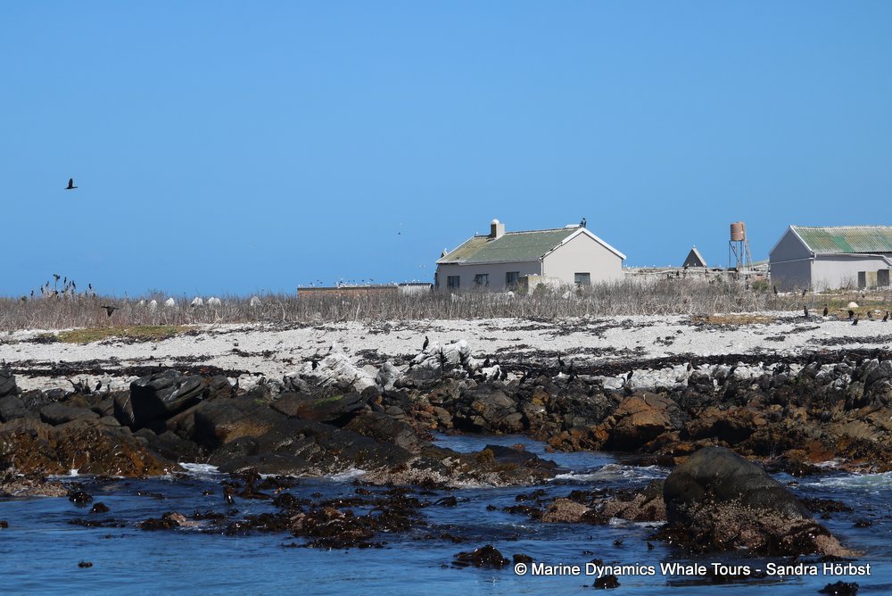 dyer island, whale watching, gansbaai, south africa,