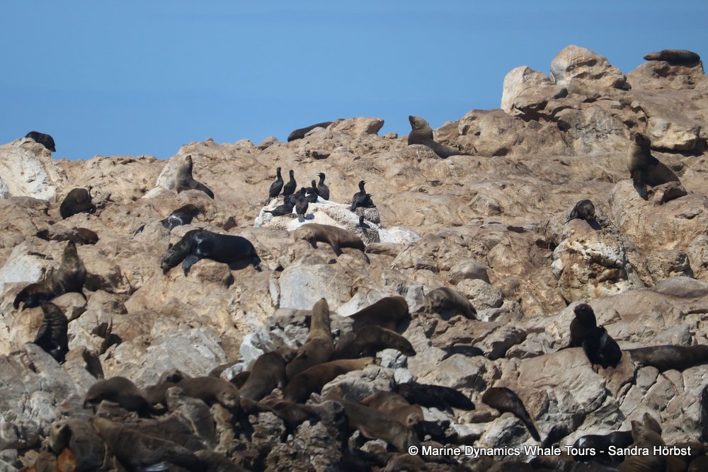 cape fur seal colony, whale watching, gansbaai, south africa,