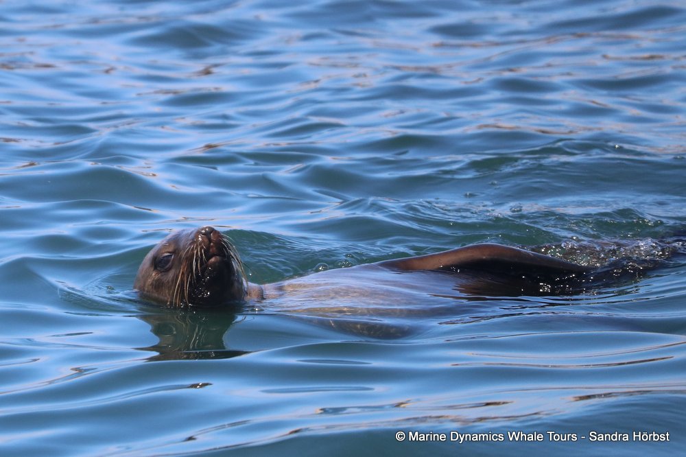 cape fur seal, whale watching, gansbaai, south africa
