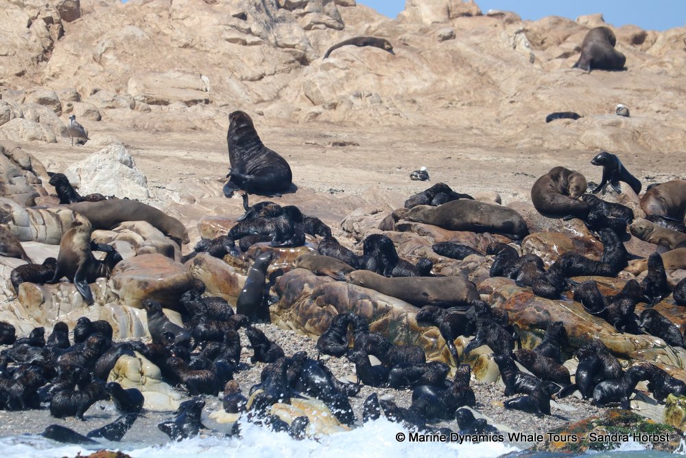 cape fur seal colony, whale watching, gansbaai, south africa,