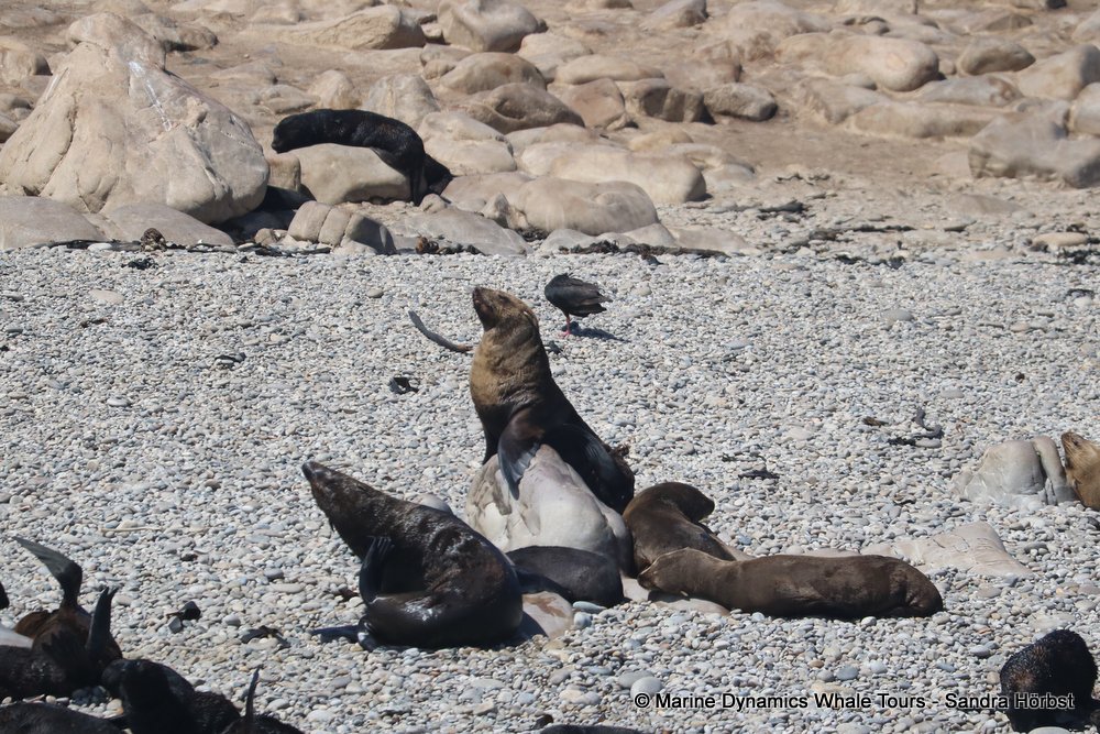 cape fur seal colony, whale watching, gansbaai, south africa,