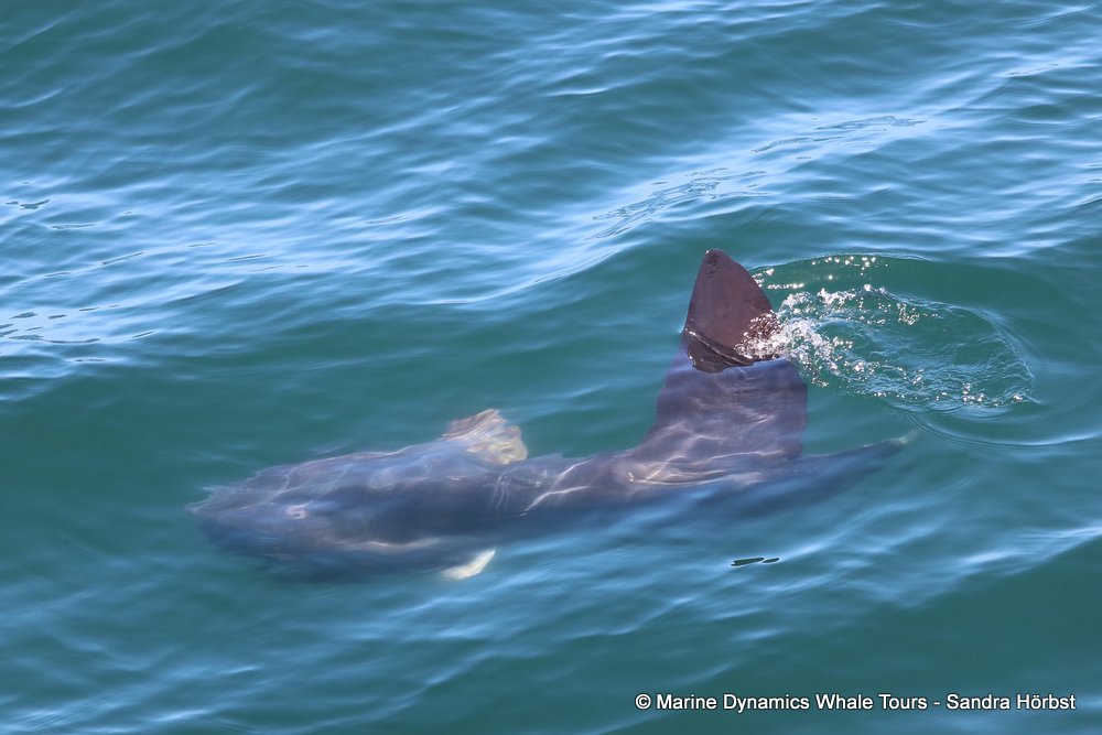 sunfish, whale watching, gansbaai, south africa