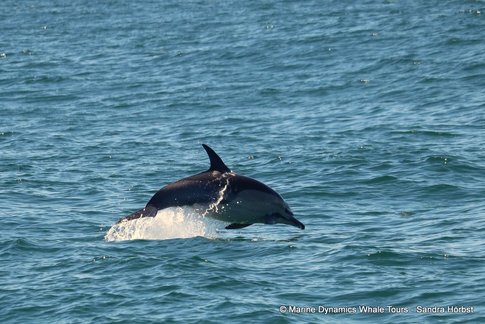 dolphin, whale watching, gansbaai, south africa,