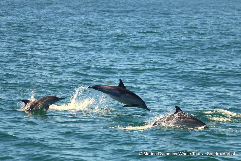 dolphin, whale watching, gansbaai, south africa,