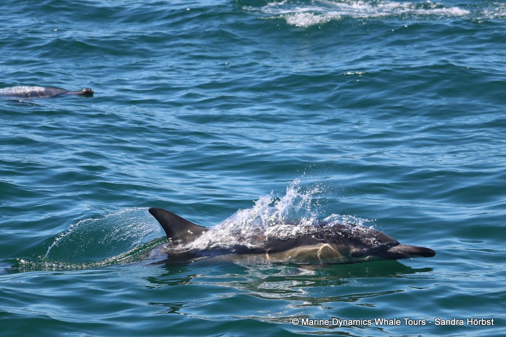 dolphin, whale watching, gansbaai, south africa,