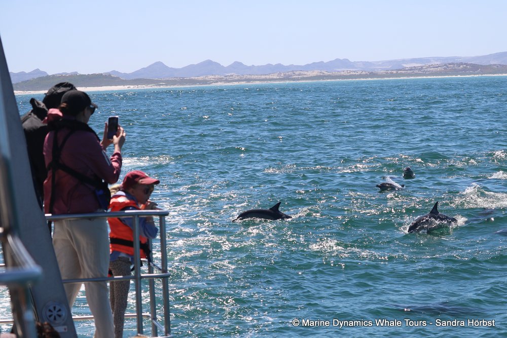 dolphin, whale watching, gansbaai, south africa,