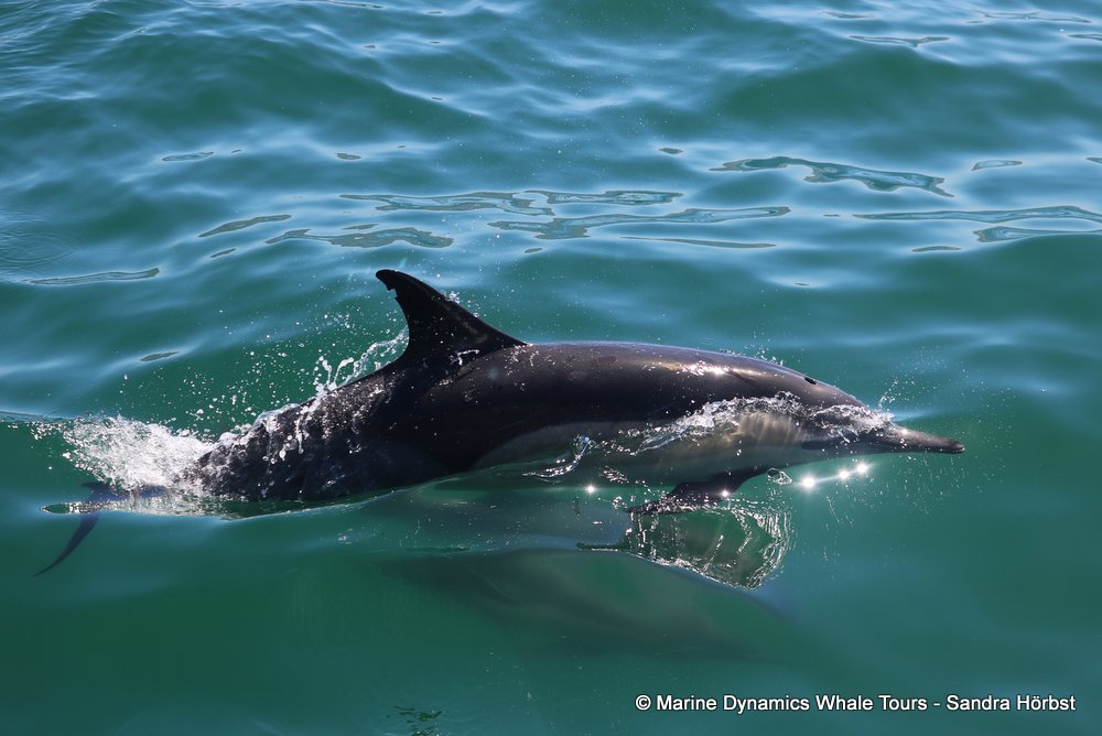 dolphin, whale watching, gansbaai, south africa,