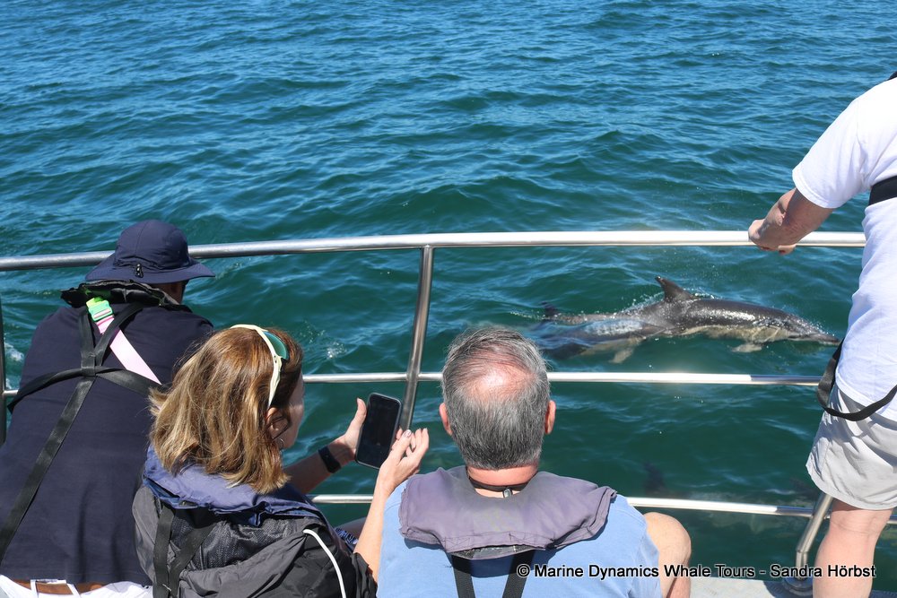 dolphin, whale watching, gansbaai, south africa,