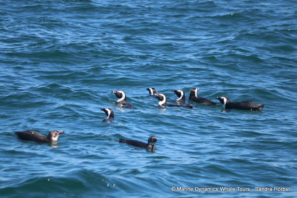 penguins, whale watching, gansbaai, south africa,