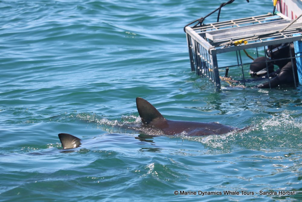 shark, whale watching, gansbaai, south africa,