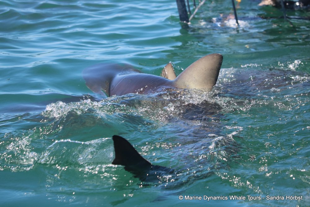 shark, whale watching, gansbaai, south africa,