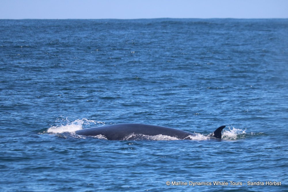 bryde's whale, whale watching, gansbaai, south africa,
