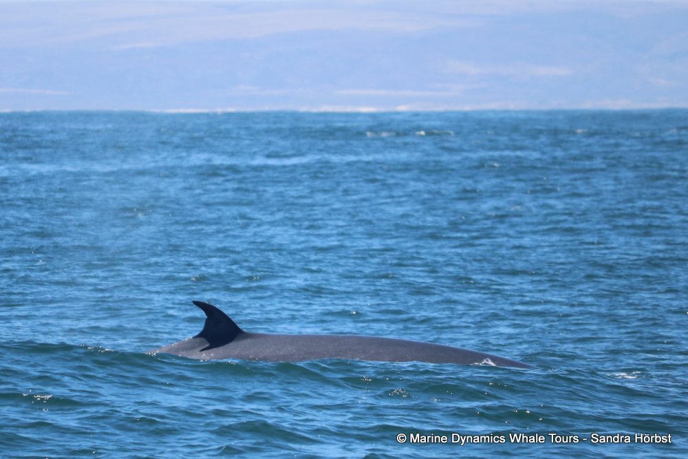Marine Big 5 Daily Blog 24 January