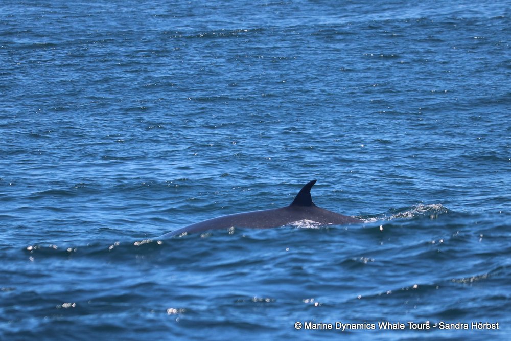 bryde's whale, whale watching, gansbaai, south africa,