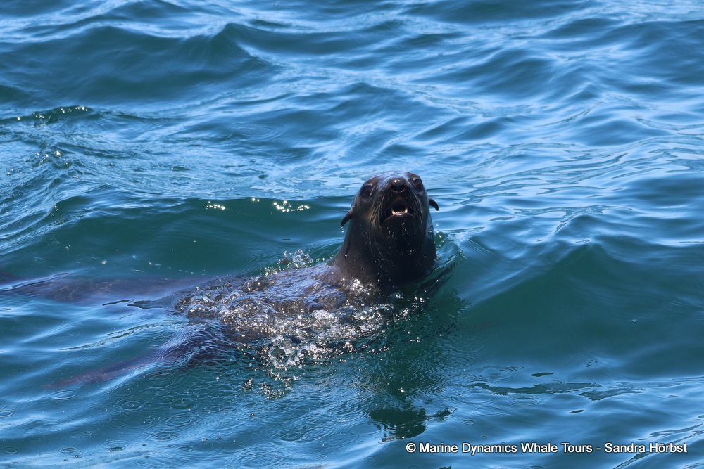 cape fur seal, whale watching, gansbaai, south africa