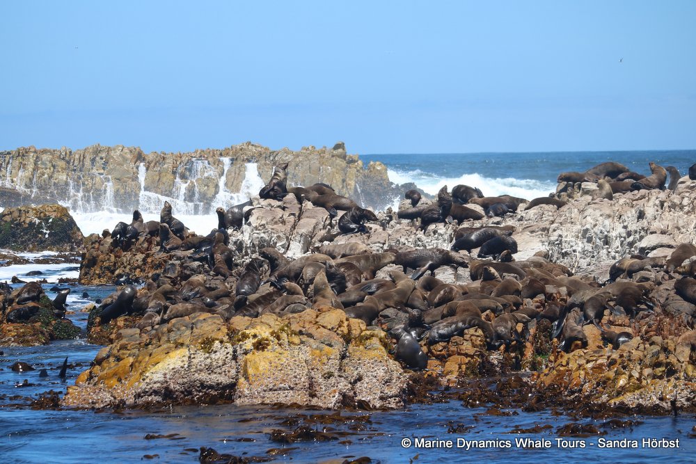 cape fur seal colony, whale watching, gansbaai, south africa,