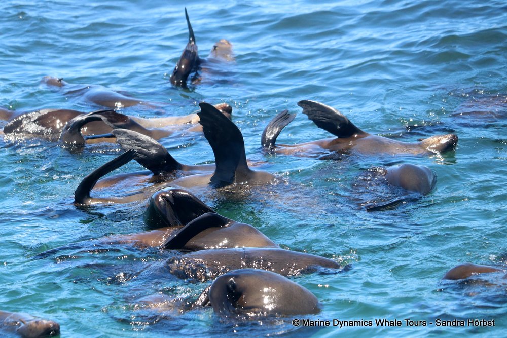 cape fur seal, whale watching, gansbaai, south africa