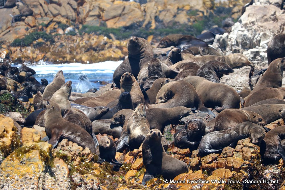cape fur seal, whale watching, gansbaai, south africa